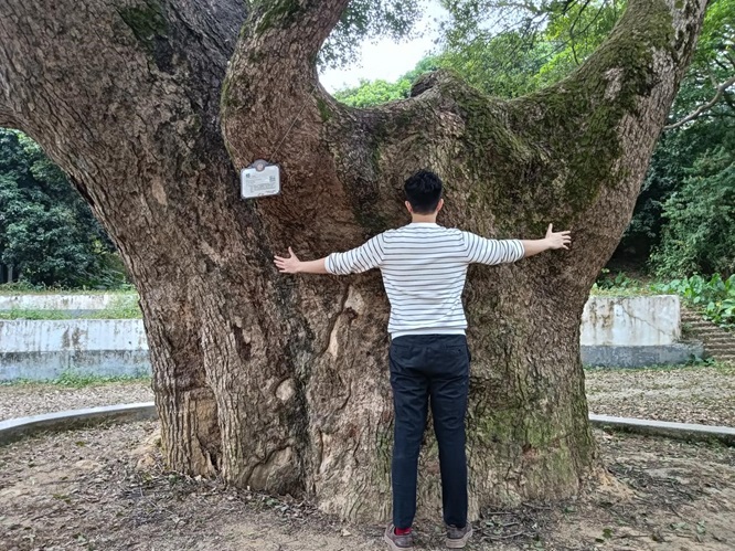 鹤山最古老的樟树：她今年650岁啦！第3张
