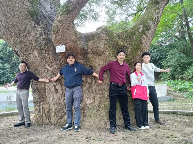 鹤山最古老的樟树：她今年650岁啦！第5张