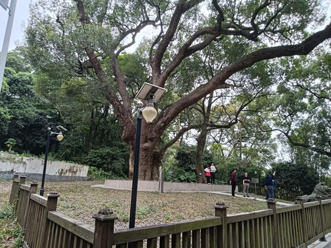 鹤山最古老的樟树：她今年650岁啦！第8张