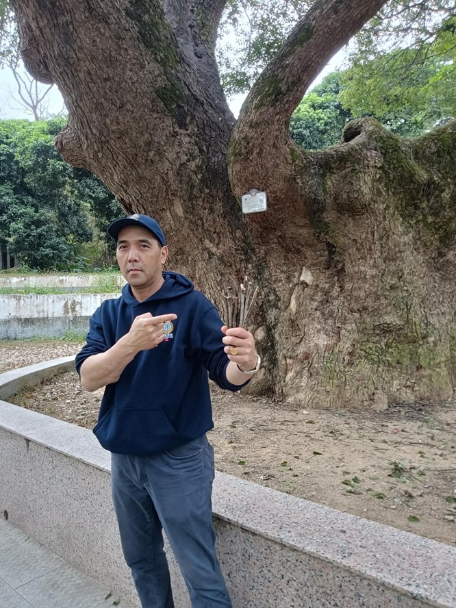 鹤山最古老的樟树：她今年650岁啦！第9张