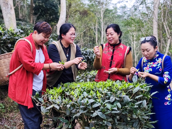 传承炭焙红茶制作技艺 恩平星湾茶又逢春