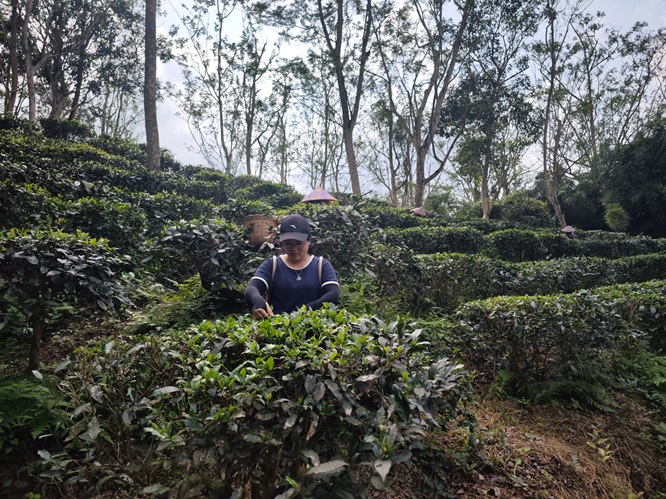 传承炭焙红茶制作技艺 恩平星湾茶又逢春第2张