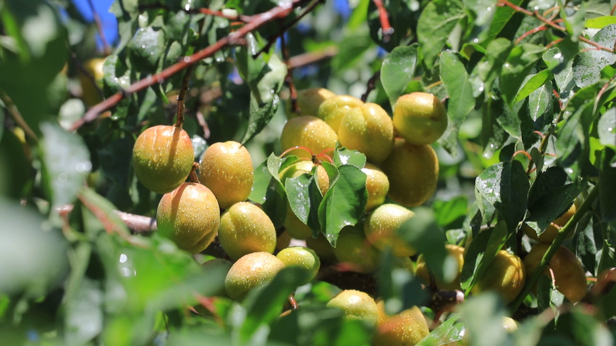 撬动全网热度暴涨百倍，一颗“黄金果”的逆袭路第2张