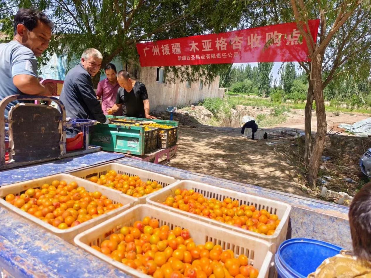 撬动全网热度暴涨百倍，一颗“黄金果”的逆袭路第4张