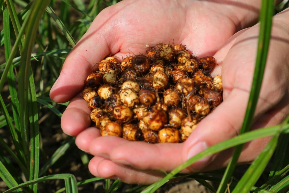 扎根、奉献、远行，一颗“全能豆”的新征程第1张