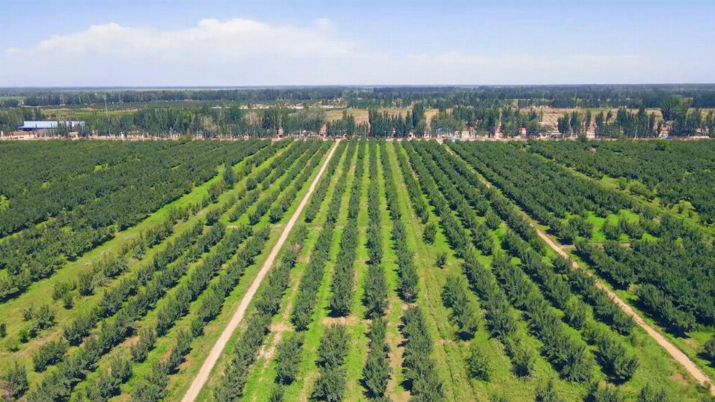 出昆仑、闯湾区，一颗“紫玉圣果”的突围记第1张