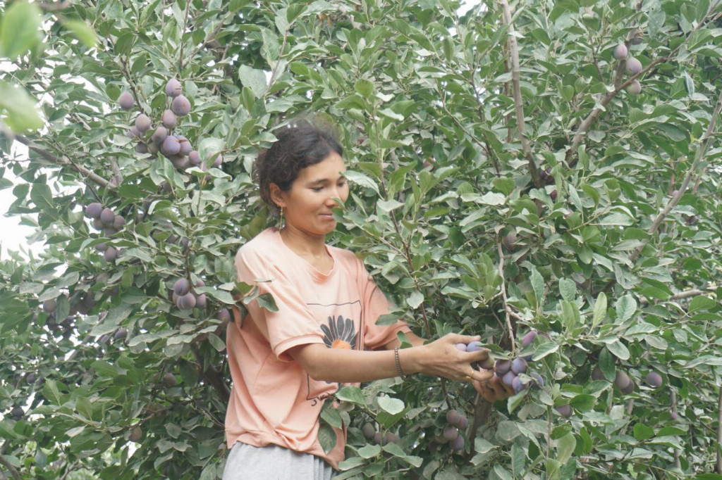 出昆仑、闯湾区，一颗“紫玉圣果”的突围记第2张