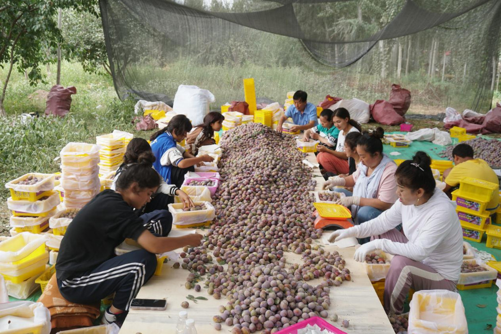 出昆仑、闯湾区，一颗“紫玉圣果”的突围记第3张