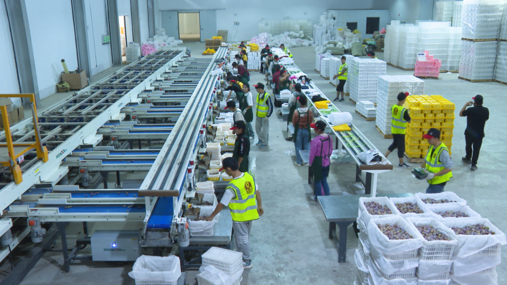 出昆仑、闯湾区，一颗“紫玉圣果”的突围记第4张