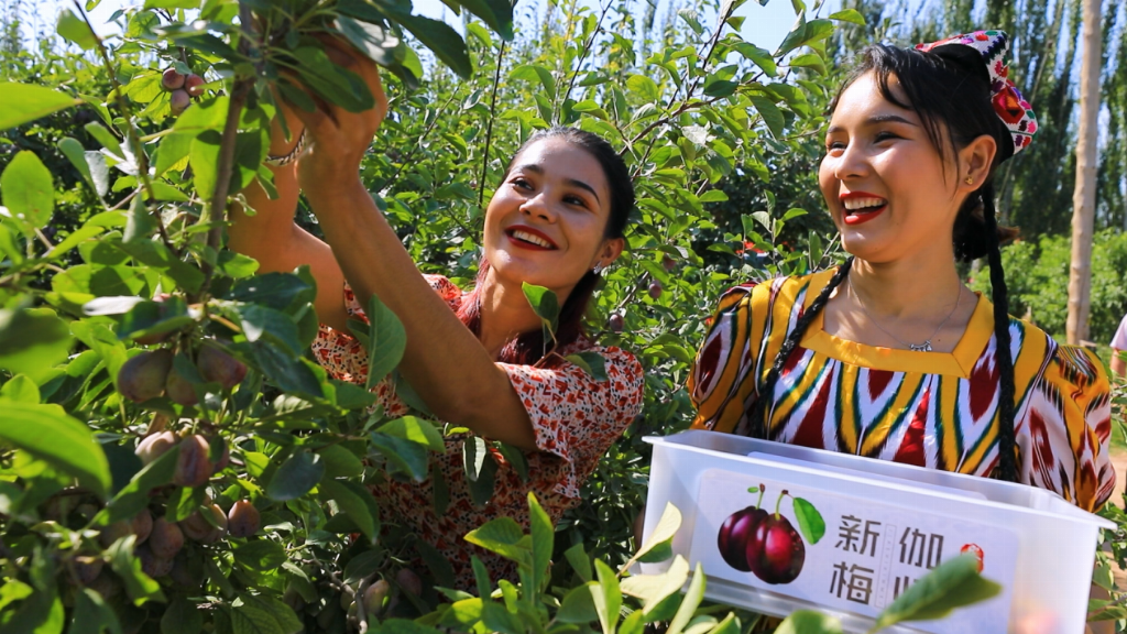 出昆仑、闯湾区，一颗“紫玉圣果”的突围记第5张