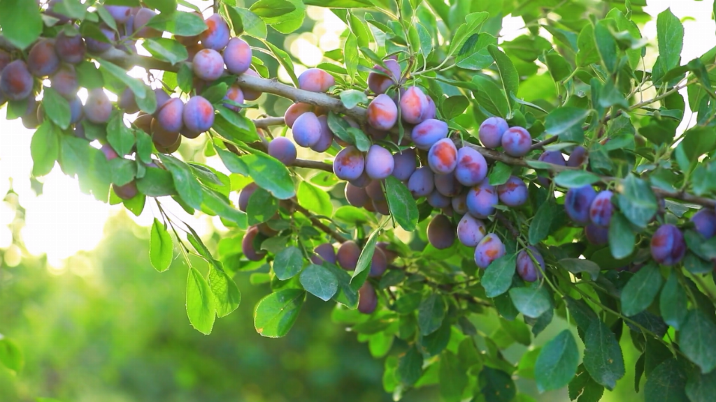 出昆仑、闯湾区，一颗“紫玉圣果”的突围记第6张