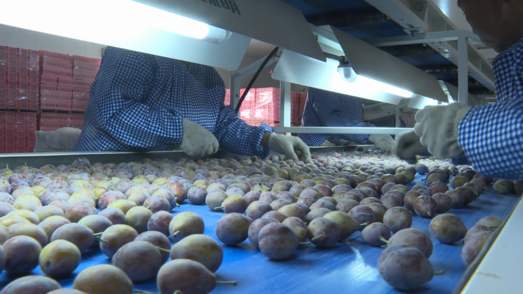 出昆仑、闯湾区，一颗“紫玉圣果”的突围记第9张