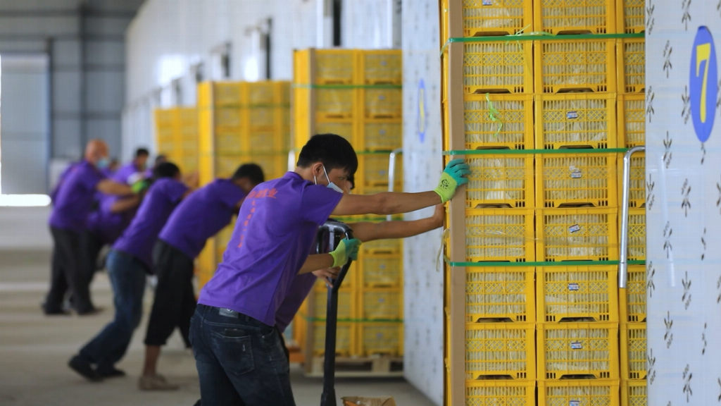 出昆仑、闯湾区，一颗“紫玉圣果”的突围记第10张